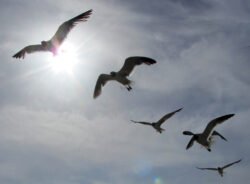 Freedom Flight